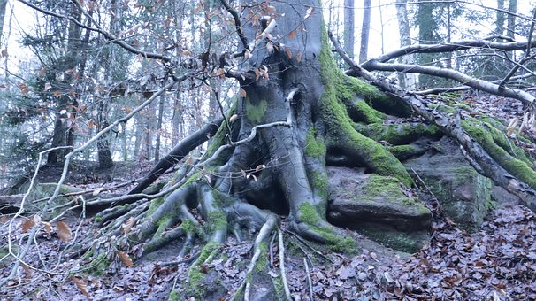 Free Forest Wald photo and picture