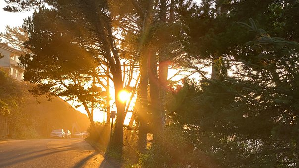 Free Tree Rays photo and picture