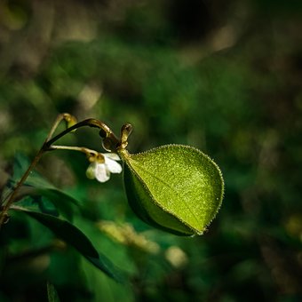 Blume, Blütenblätter, Blätter