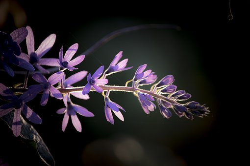 Blumen, Lila, Blüte, Blumentapete, Natur