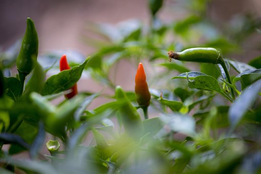 Gewürze, Paprika, Küchengarten, Würzig