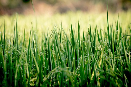 Gras, Reisfeld, Natur, Feld, Rasen
