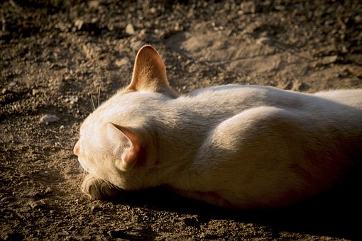 Katze, Haustier, Tier, Inländisch