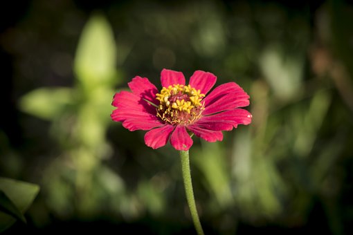 Blume, Natur, Zinnie, Blüte