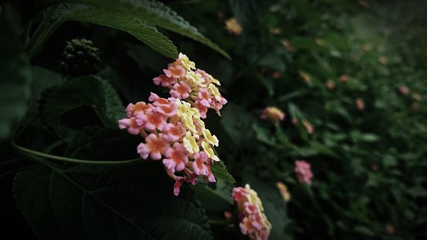 Blume, Natur, Blüte, Botanik, Pflanze
