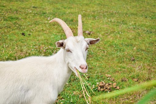 Capră, Mamifer, Animale, Fermă