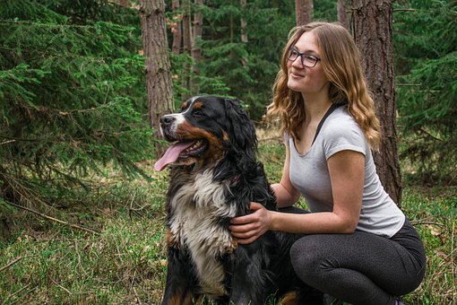 Câine, Câine De Munte Bernez, Canin