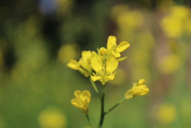 Flor, Verde, Jardín, Hoja