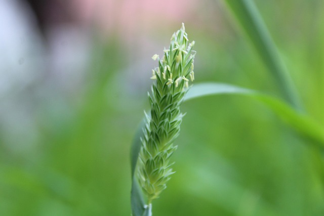 Naturaleza, Flores, Hoja