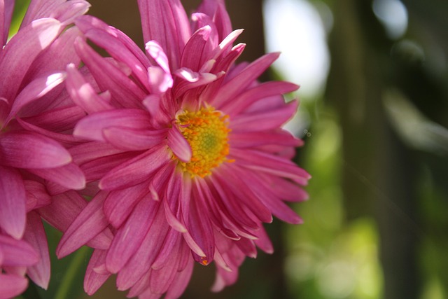 Crisantemo, Flor, Planta