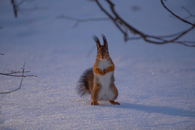 Free Animal Squirrel photo and picture