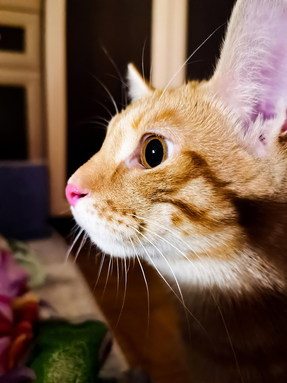 Gato Gatinho Animal Foto gratuita no Pixabay Pixabay