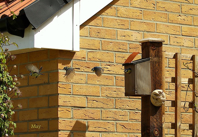 Free Bluetit Movement photo and picture