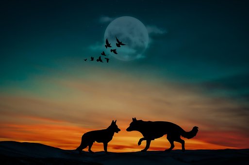 Free Animals Dog photo and picture