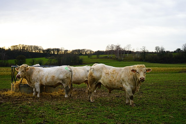 Free Cow Nature photo and picture
