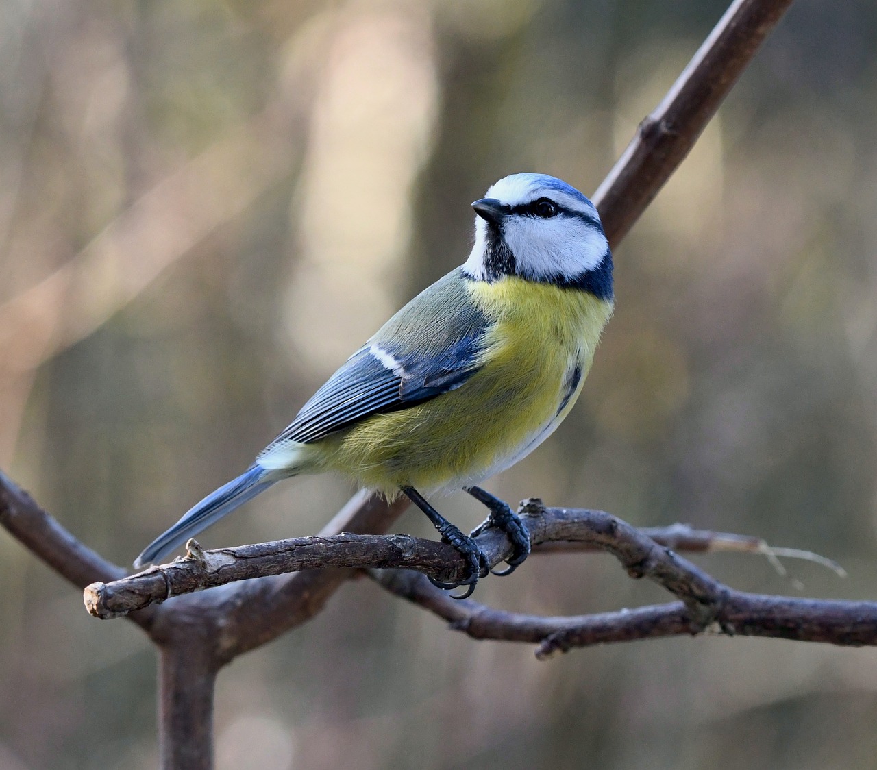 鳥 青シジュウカラ 飛ぶ - Pixabayの無料写真