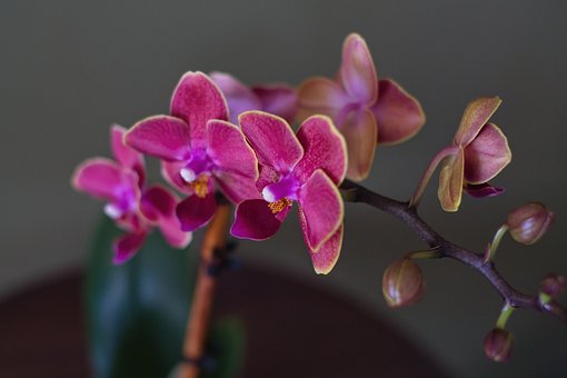 Free Orchid Flower Wallpaper photo and picture