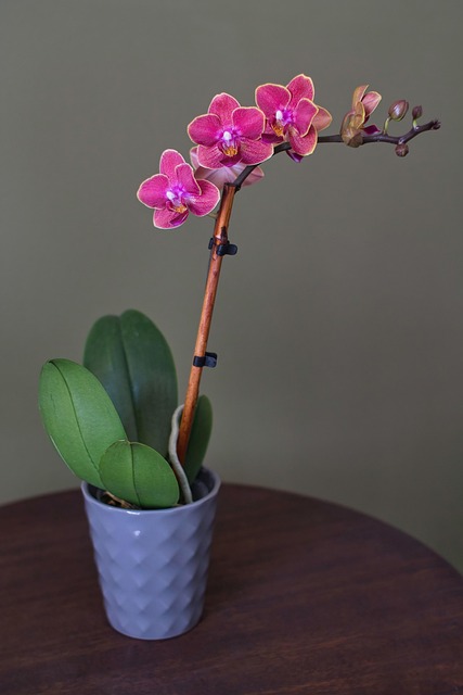 Free Orchids Flowers photo and picture