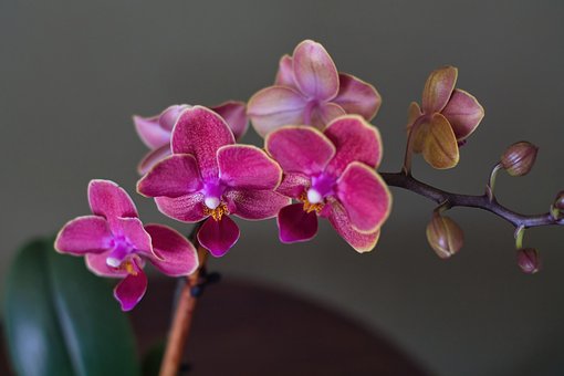 Free Orchids Flowers photo and picture
