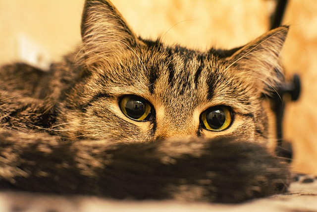 Free Cat Pet photo and picture