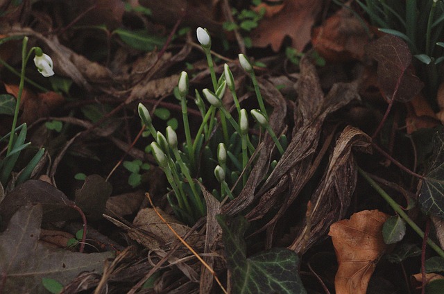 Blume, Schneeglöckchen, Primel, Blüte