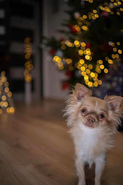 Hund, Kæledyr, Hunde, Dyr, Julekort