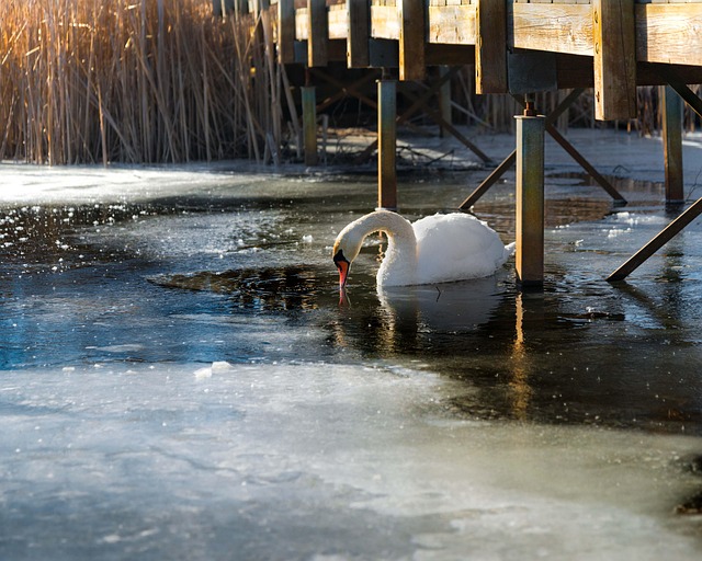 Zwaan, Vogel, Winter, Dier, Brug, Moeras