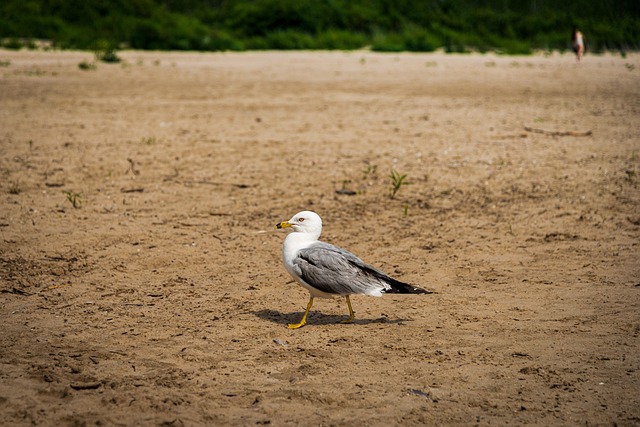 Zeemeeuw, Vogel, Dier, Meeuw, Strand