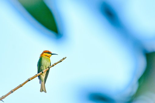 Abelharuco De Cabeça De Castanha