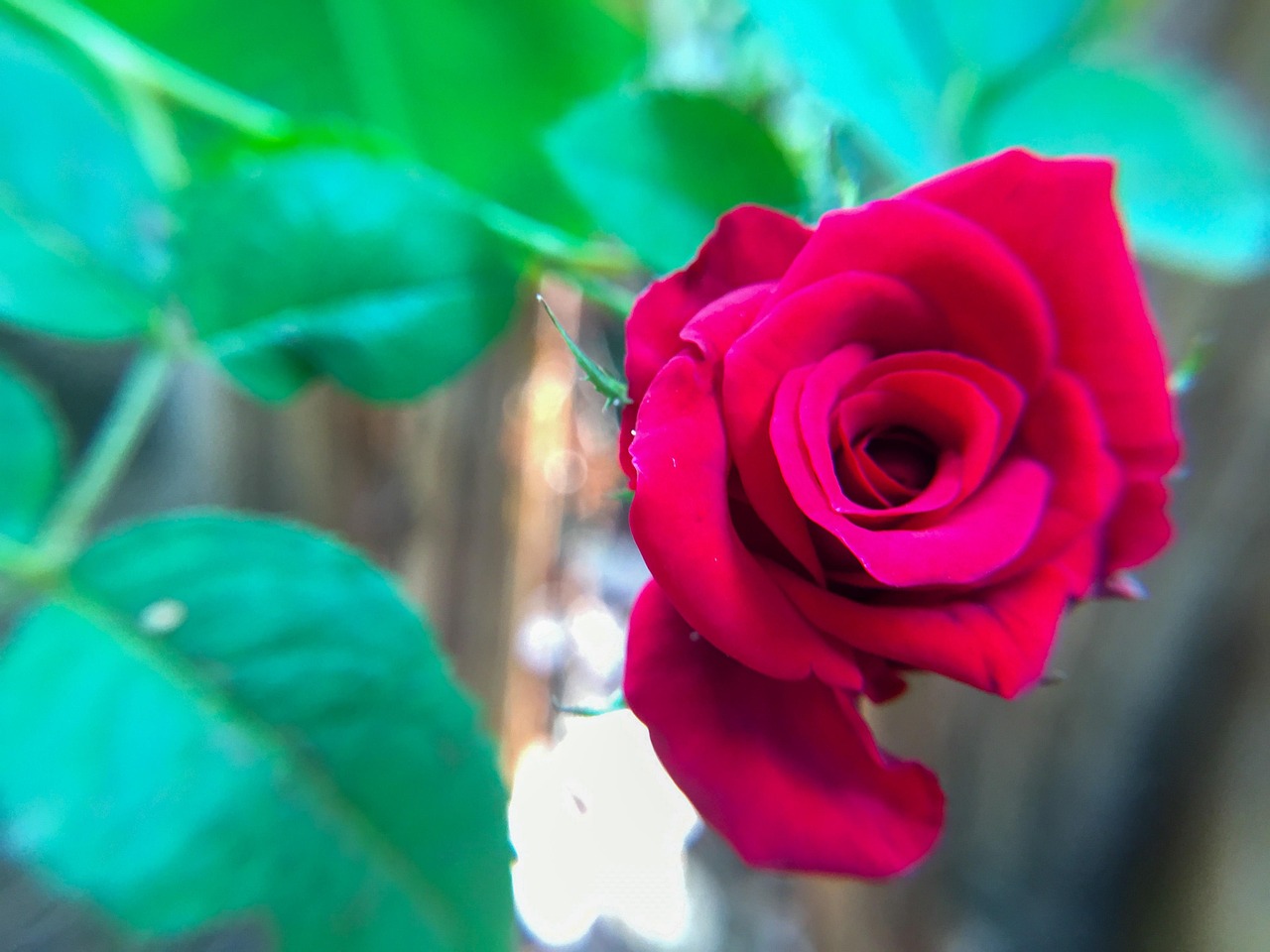 St Valentin Roses Valentine Rose La Saint-Valentin - Photo gratuite sur Pixabay - Pixabay