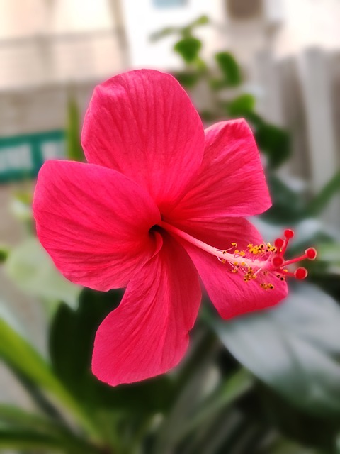 Flor, Hibisco Rosa, Hibisco, Flor Rosa