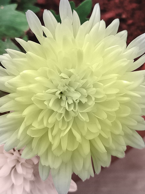 Crisantemo, Crisantemo Blanco, Flor