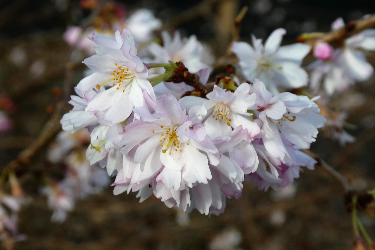 Winter Flowering Cherry Free photo on Pixabay