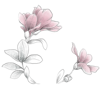 花, 植物, 剪下, 盛开, 开花, 画画, 草图