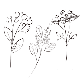 植物, 植物学, 剪下, 草图, 枝杈, 树叶, 画画