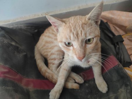 Free Cat Pet photo and picture