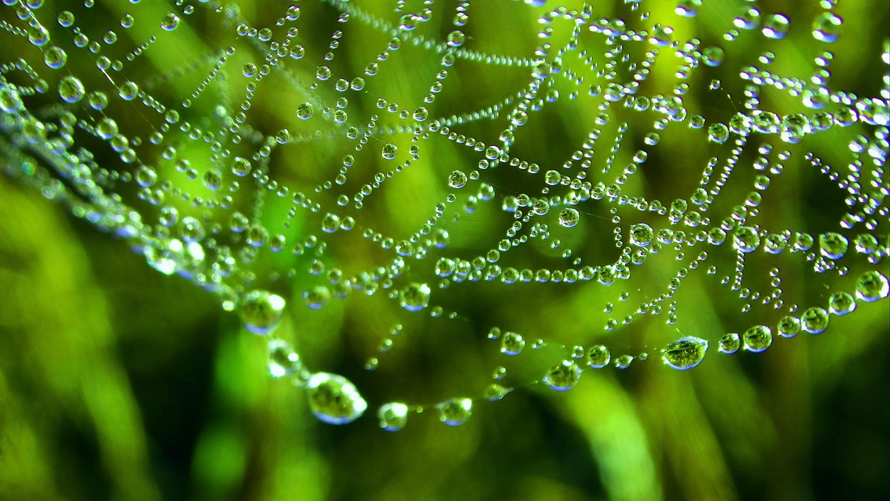 Spinnennetz Tau Tautropfen - Kostenloses Foto auf Pixabay - Pixabay