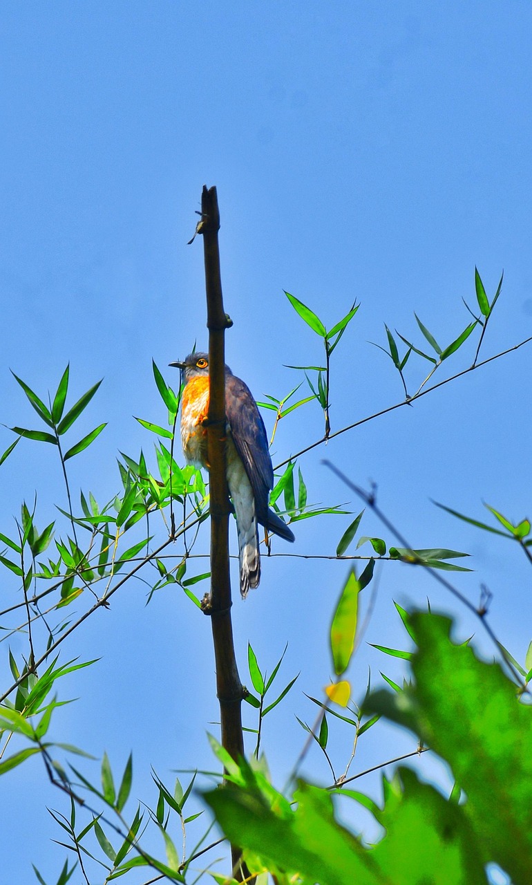 Bird FanTailed Cuckoo Ornithology Free photo on Pixabay Pixabay