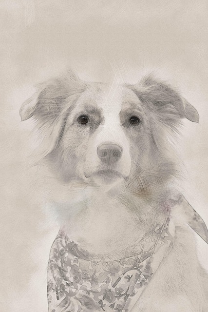 Australsk Hyrde, Skitse, Tegning, Hund
