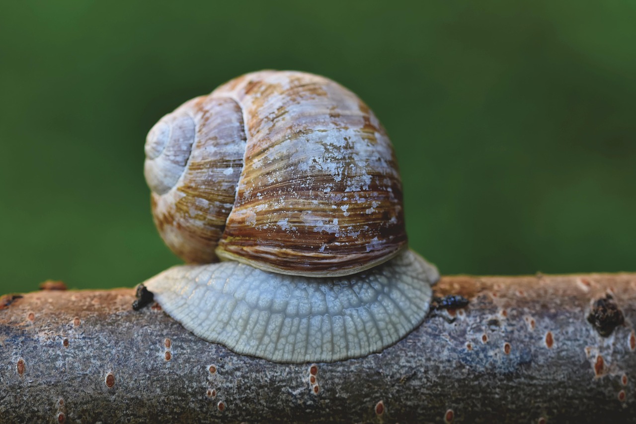 https://cdn.pixabay.com/photo/2022/02/16/14/55/snail-7016945_1280.jpg