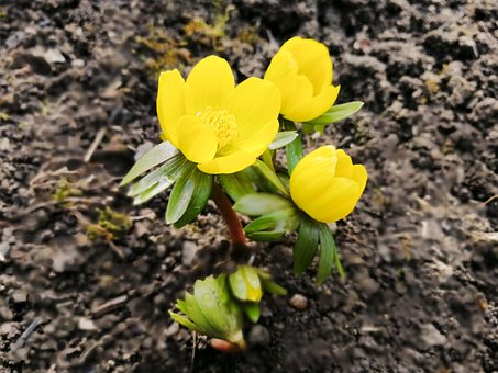 Free Eranthis Hyemalis Winter Aconite photo and picture