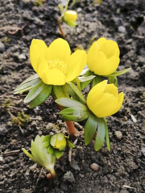 Free Eranthis Hyemalis Winter Aconite photo and picture