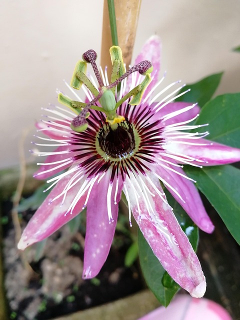 Free Passion Flower Passiflora photo and picture