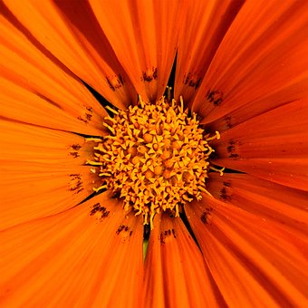 Flor Naranja, Flor, Macro, De Cerca