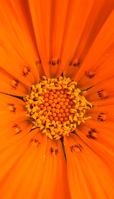 Flor, Planta, Flor Naranja, Pétalos