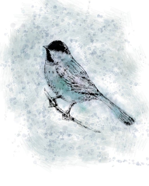Free black-capped chickadee nature bird illustration