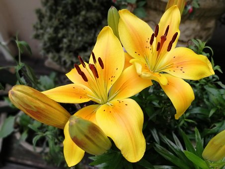 Free Lilies Flower photo and picture