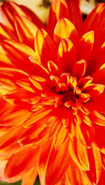 Flor, Planta, Flor Naranja, Pétalos