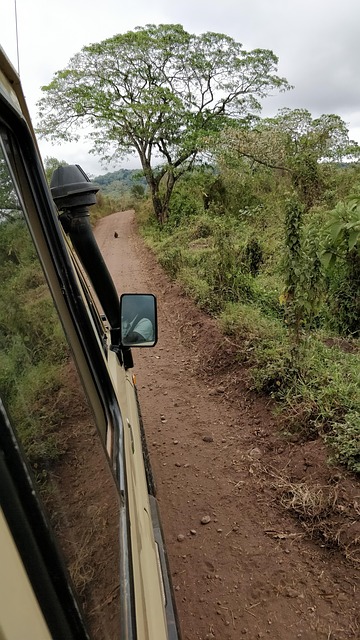 Africa, Safari, Game Drive, Afrika