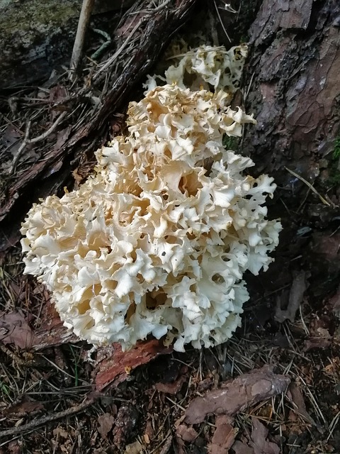 Free Fungi Mushroom photo and picture
